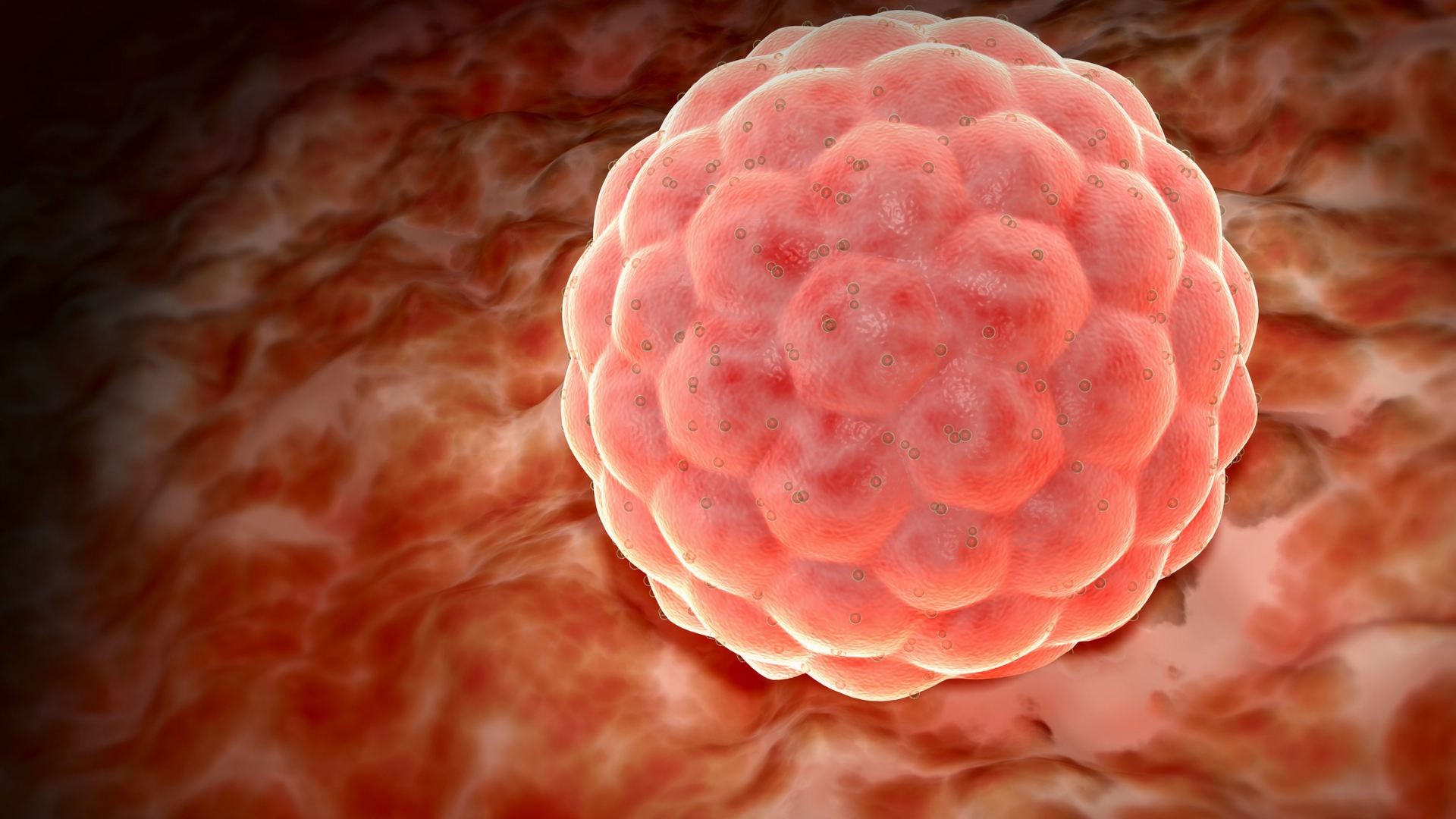 Blastocyst culture
